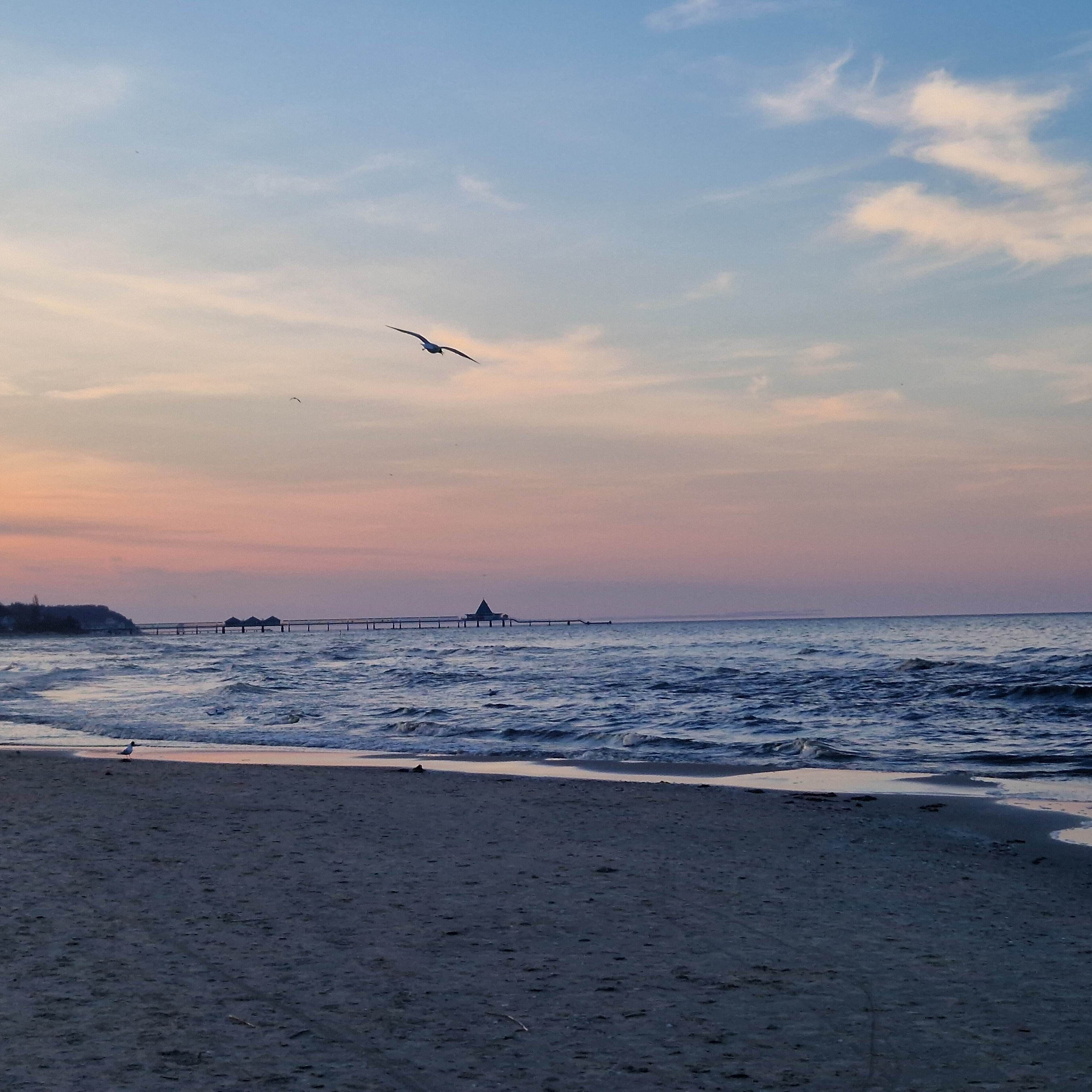 Een strand met golven, een pier en een vliegende vogel.