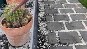 Un cactus en maceta y una flor rosa frente a un edificio con un letrero que dice 'RUOTA DI CARRETTO'.