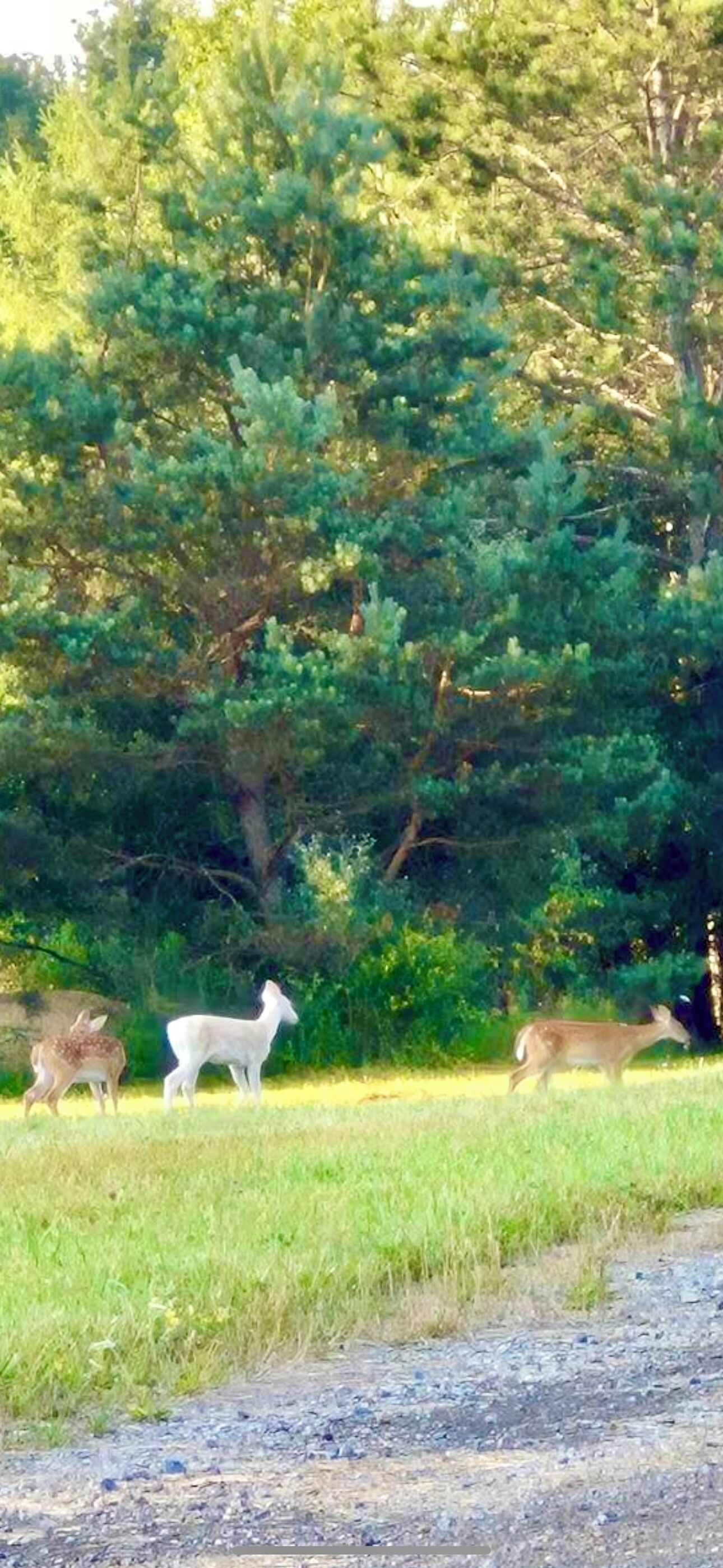 A natural landscape with a dirt path leading to a grassy area with trees.
