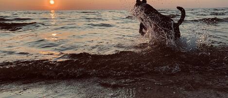 A dog running through water at sunset.