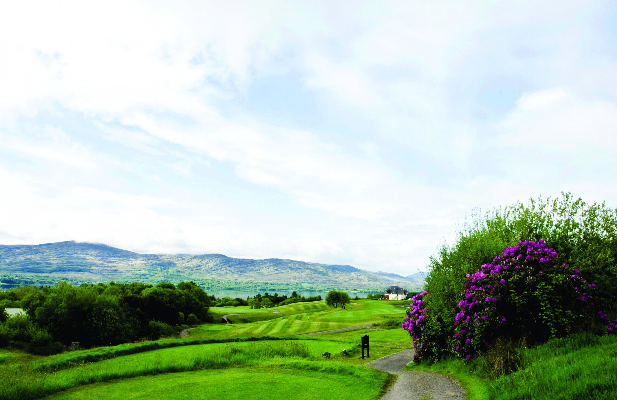 A rural landscape with rolling green fields, a path, and purple flowers.