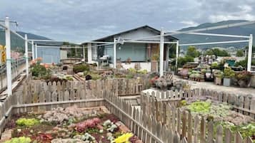 A rooftop garden with various plants and a wooden fence.