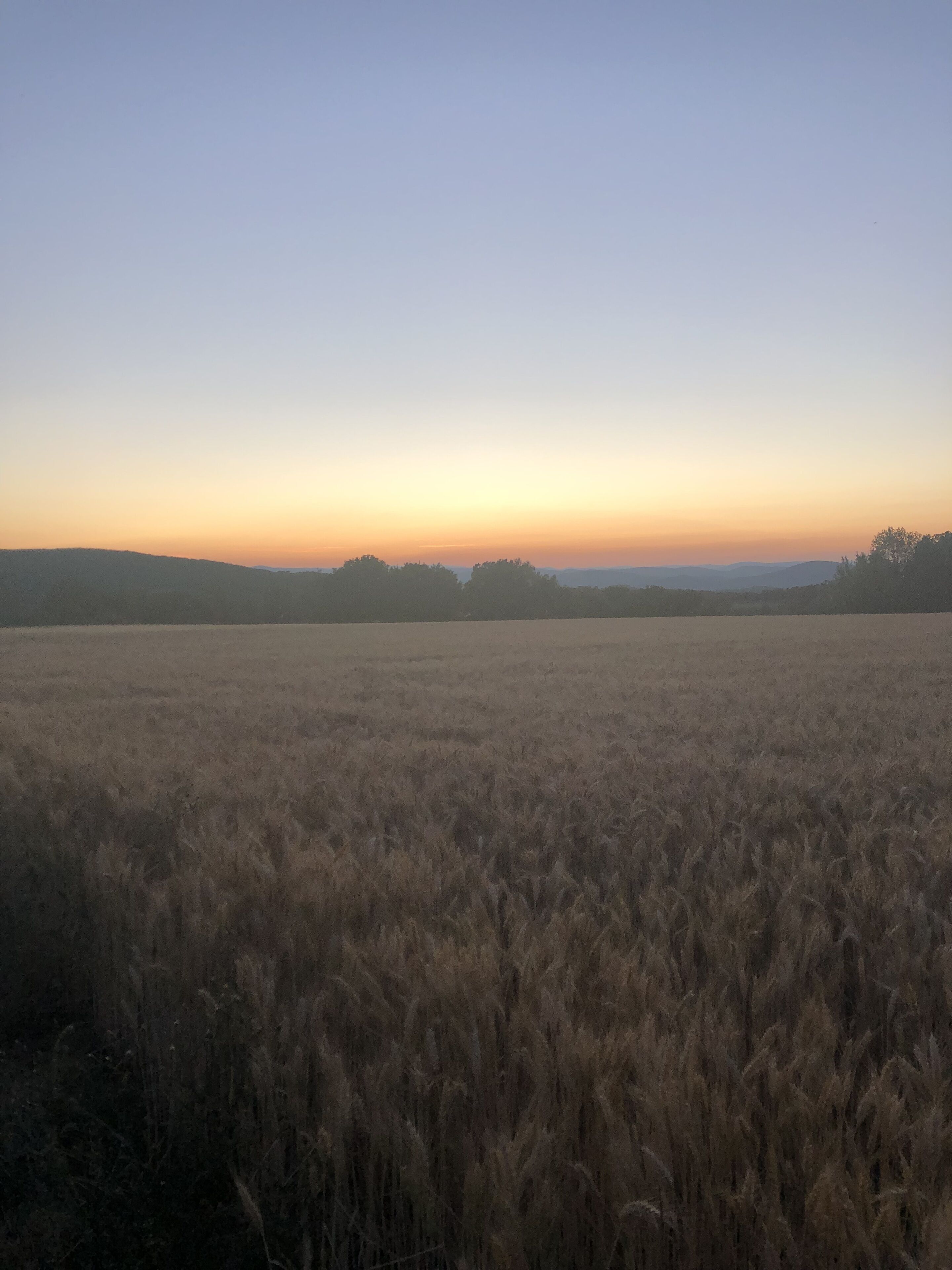 Een veld met gouden gewassen onder een heldere lucht.