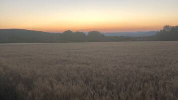 Een veld met gouden gewassen onder een heldere lucht.