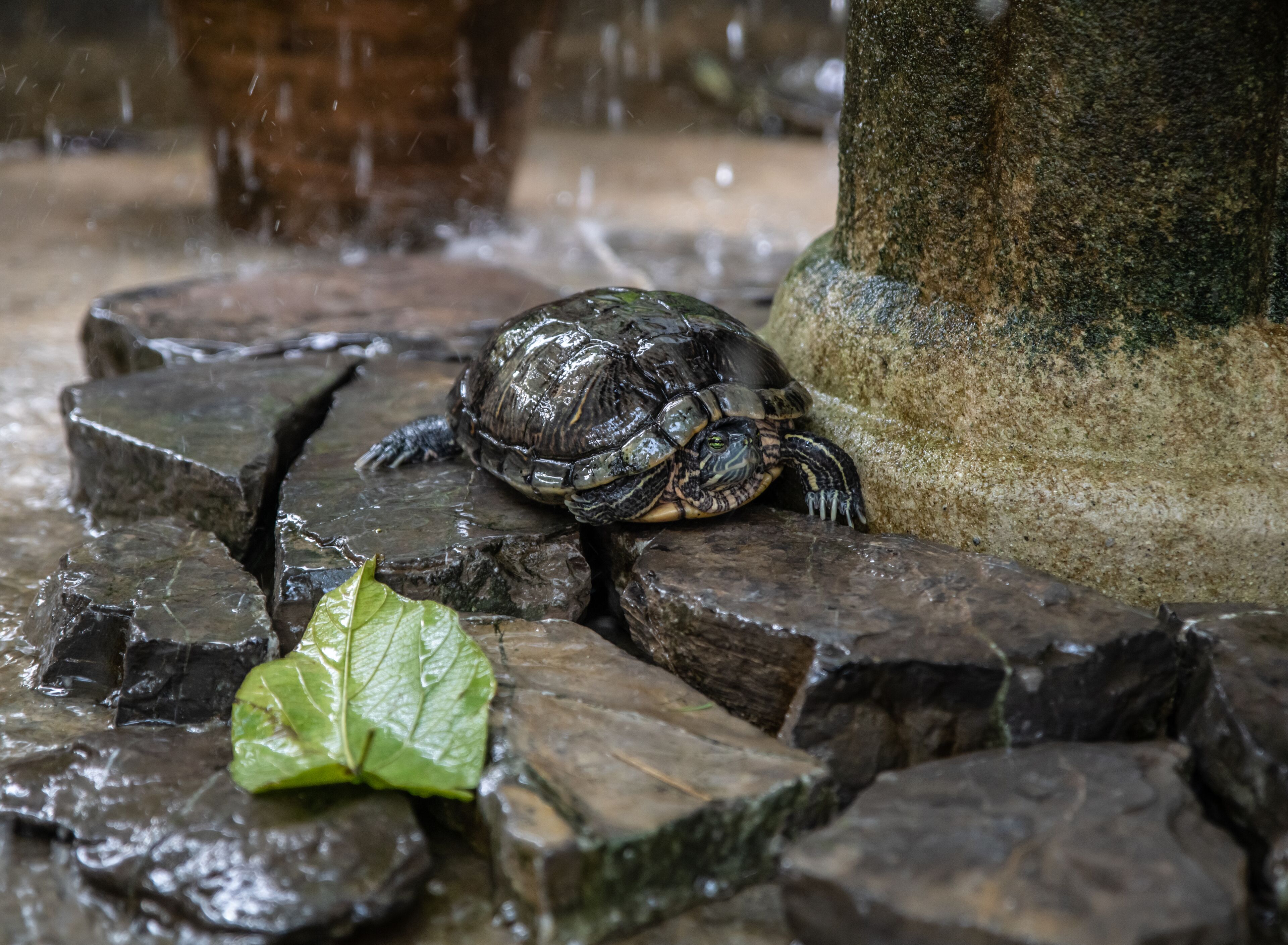 Foto - Angeli Gardens Boutique Hotel