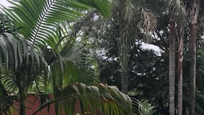 A swimming pool surrounded by wooden deck and palm trees. - Raices Pampeanas (Puerto Iguazú)