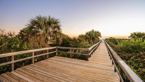 Un muelle de madera que serpentea por un bosque frondoso y verde hacia una playa.