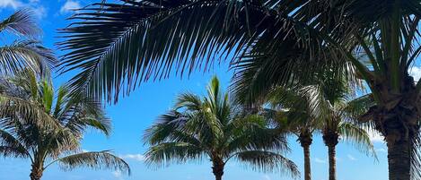 A beach with palm trees, thatched umbrellas, and a sandy area with chairs.