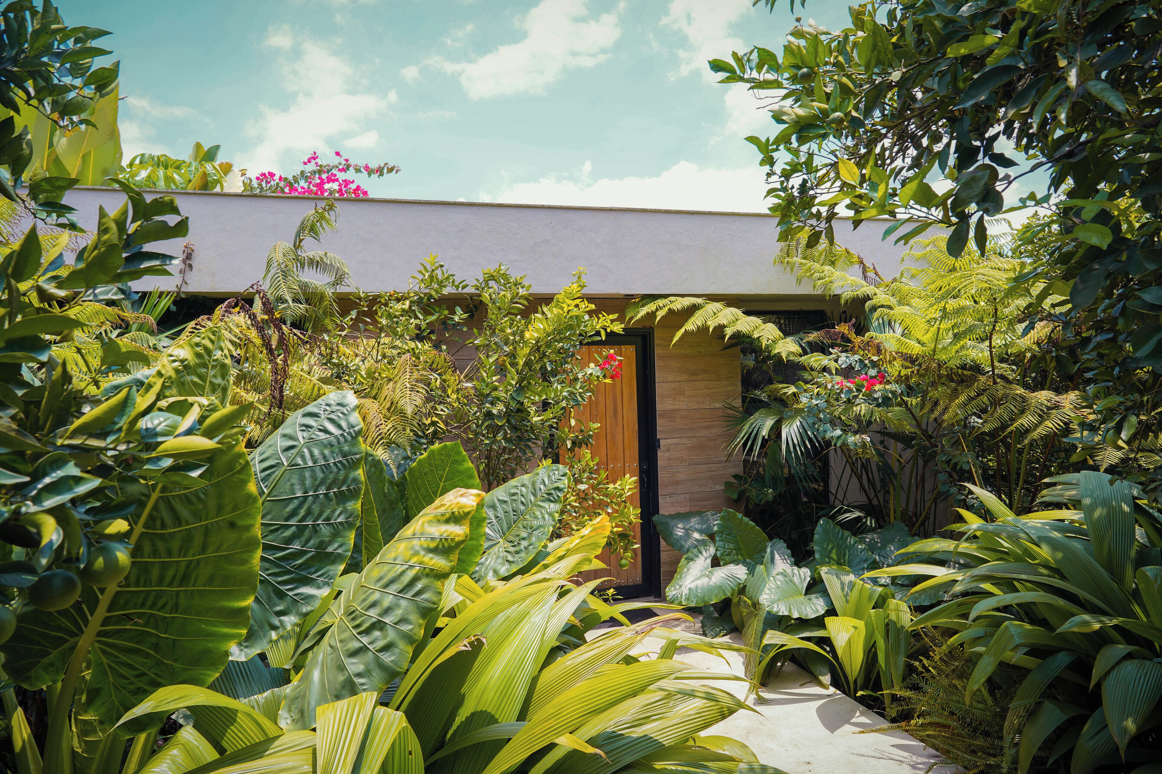 A lush garden with large tropical plants and a wooden door leading to a building.