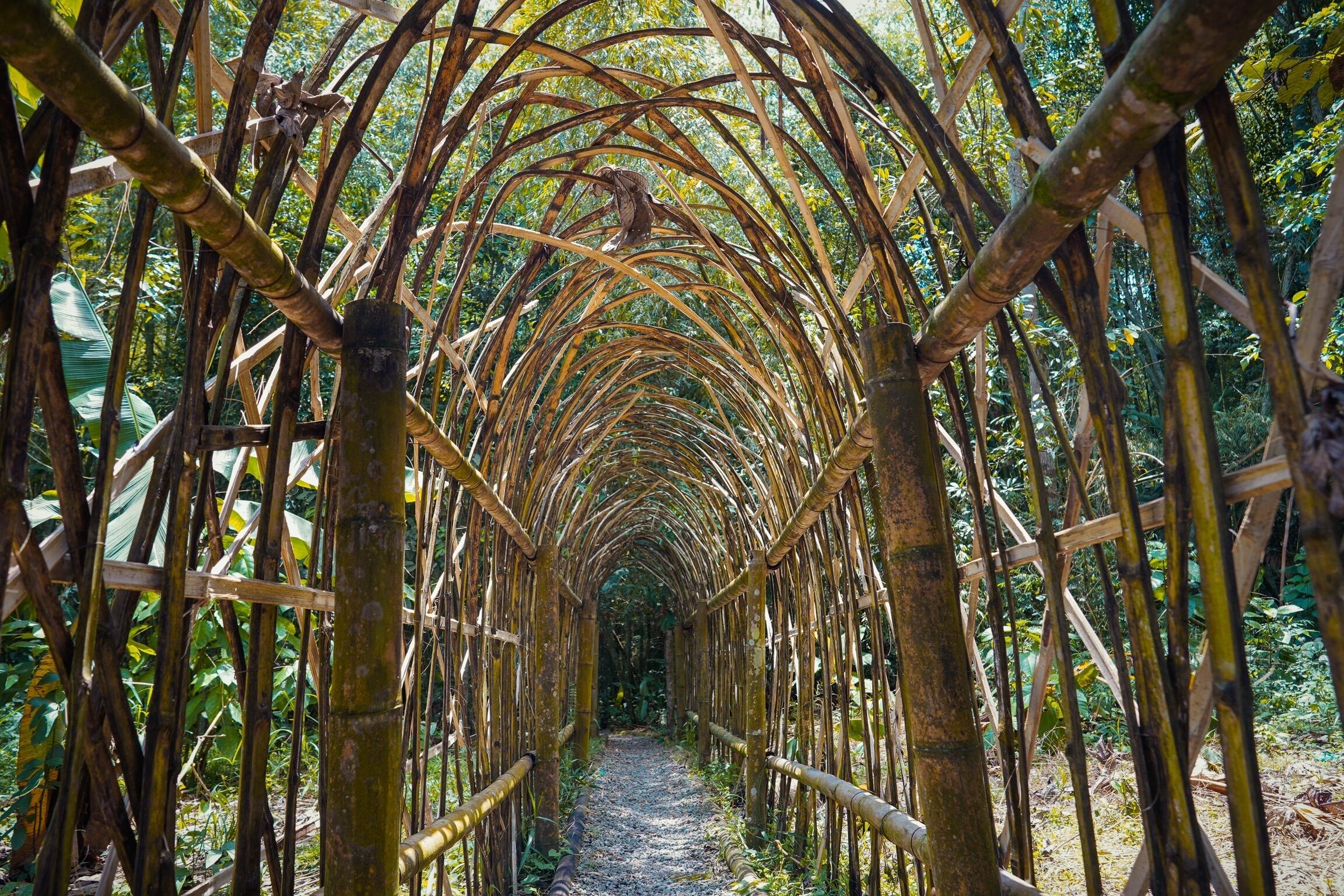 Un sendero con un arco de bambú en un bosque verde y exuberante.