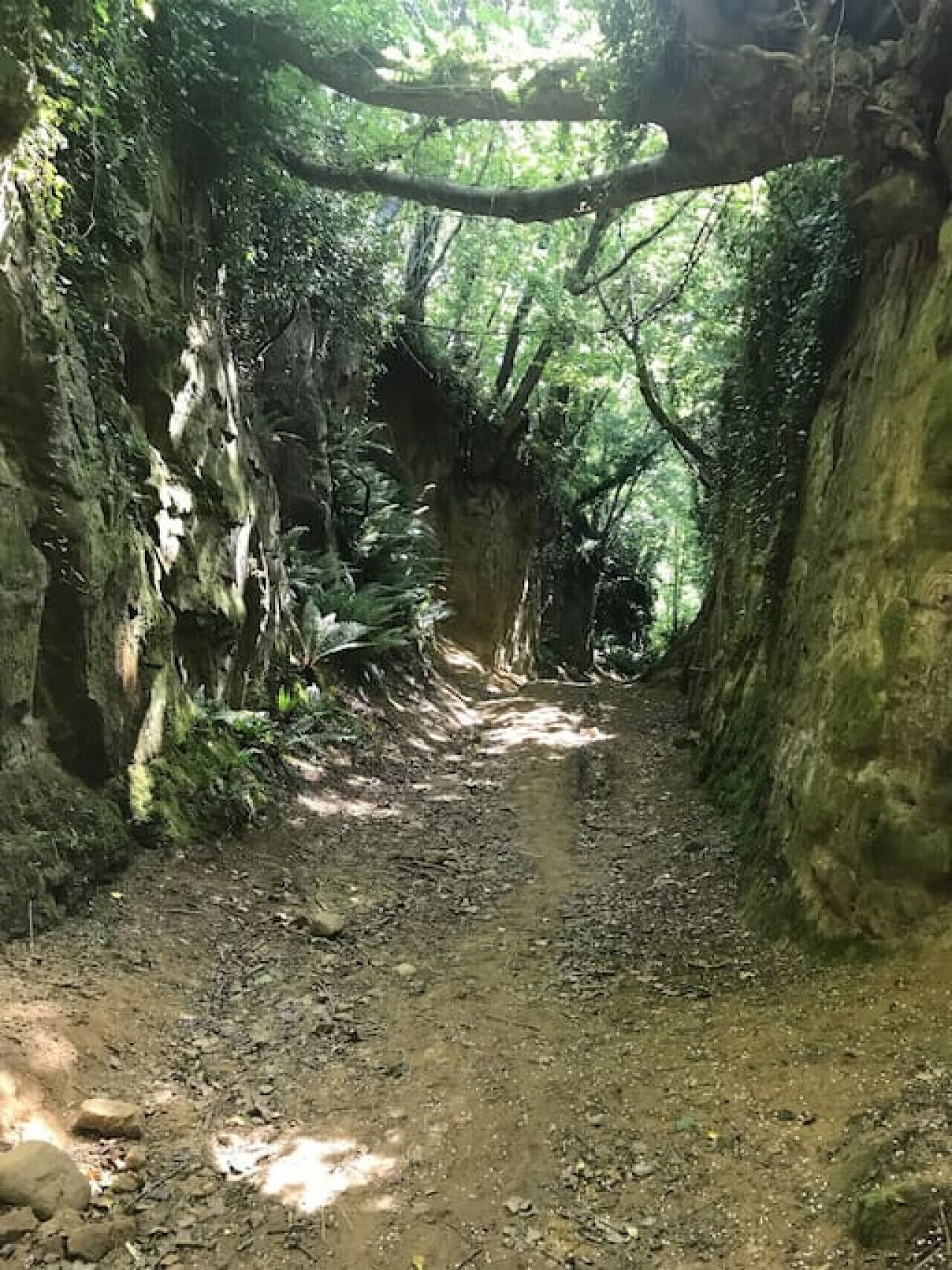 Un sentiero boschivo con pareti rocciose naturali e fitta vegetazione.