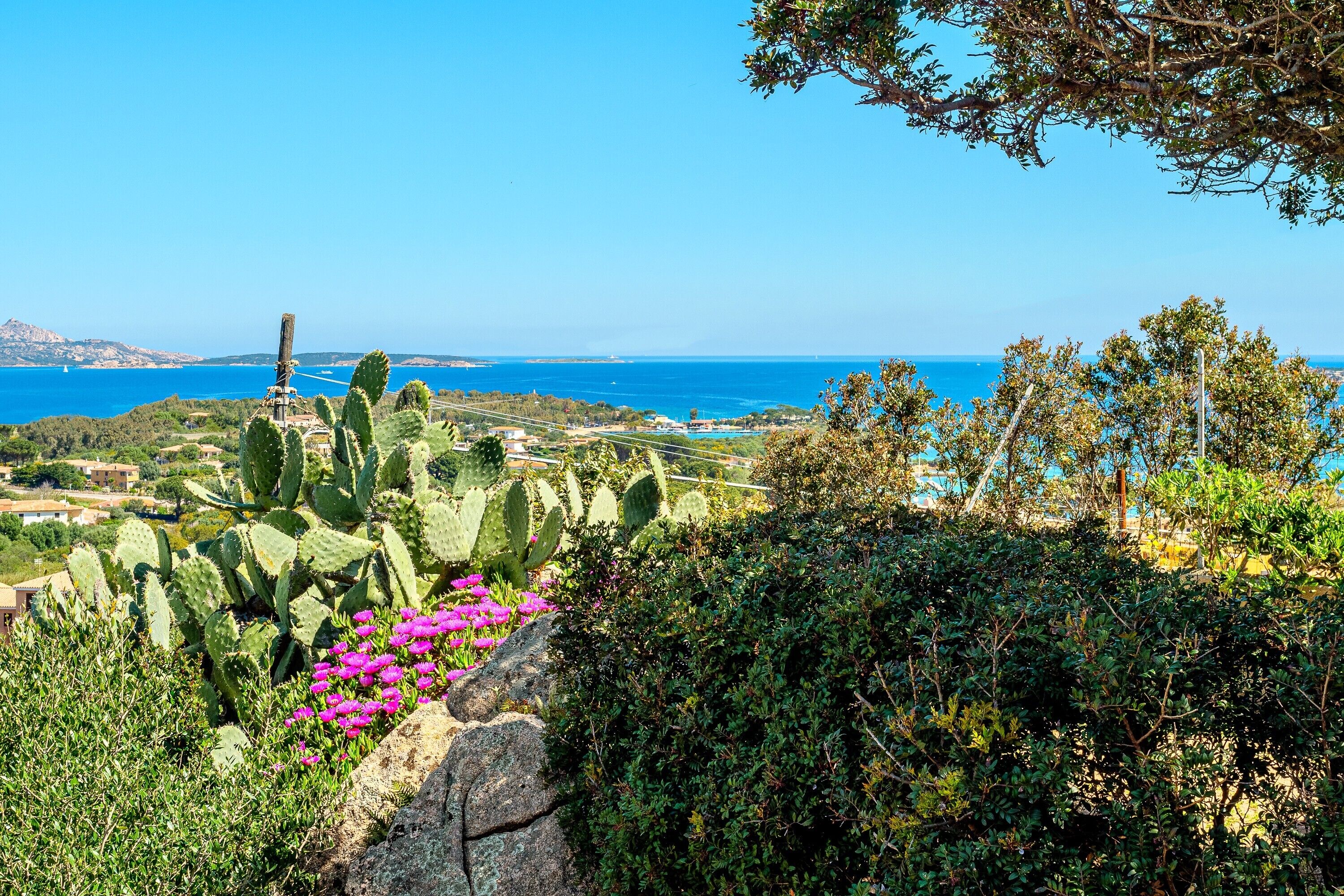 A coastal landscape with cacti and pink flowers, a clear blue sky, and a distant view of the sea.