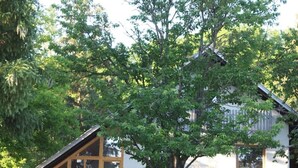 Una casa con tetto spiovente, ampie finestre e circondata da vegetazione lussureggiante.