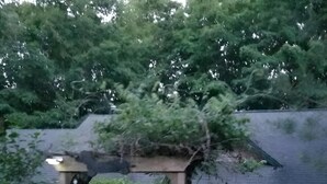 Eine Holzpergola mit Kletterpflanzen, ein Weg, der zu einem Haus führt, und ein Zaun mit einem Tor.