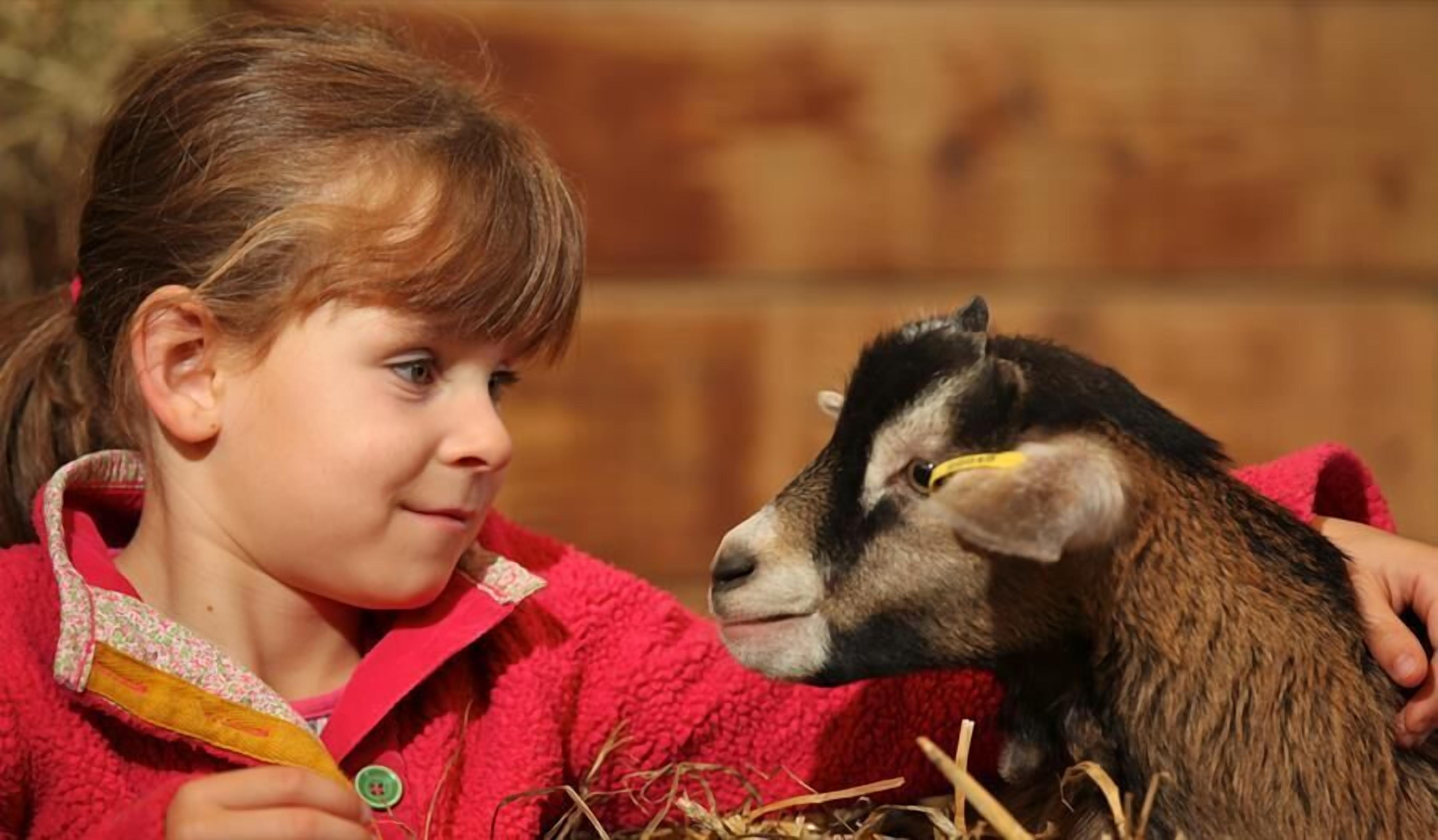 A person in a red jacket interacting with a goat.