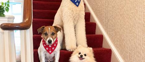 A staircase with three dogs wearing bandanas.
