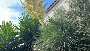 Een binnentuin met grote, groene palmstruiken, een wit gebouw met pannendak en een houten trap.