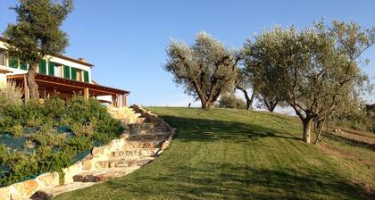 Villa with pool in Capalbio 6 rooms 6 bathrooms immersed in olive grove