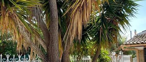 House | Property grounds