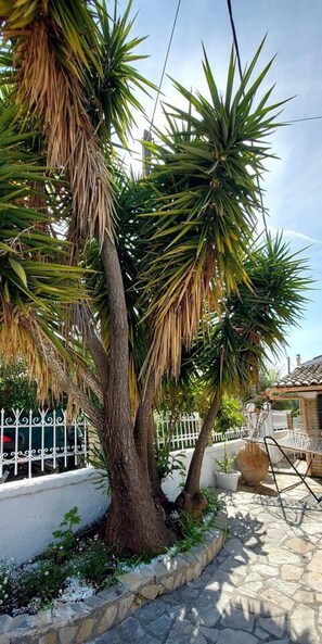 Eine Terrasse mit Steinplatten, ein Palmenbaum und im Hintergrund ein weißer Zaun.