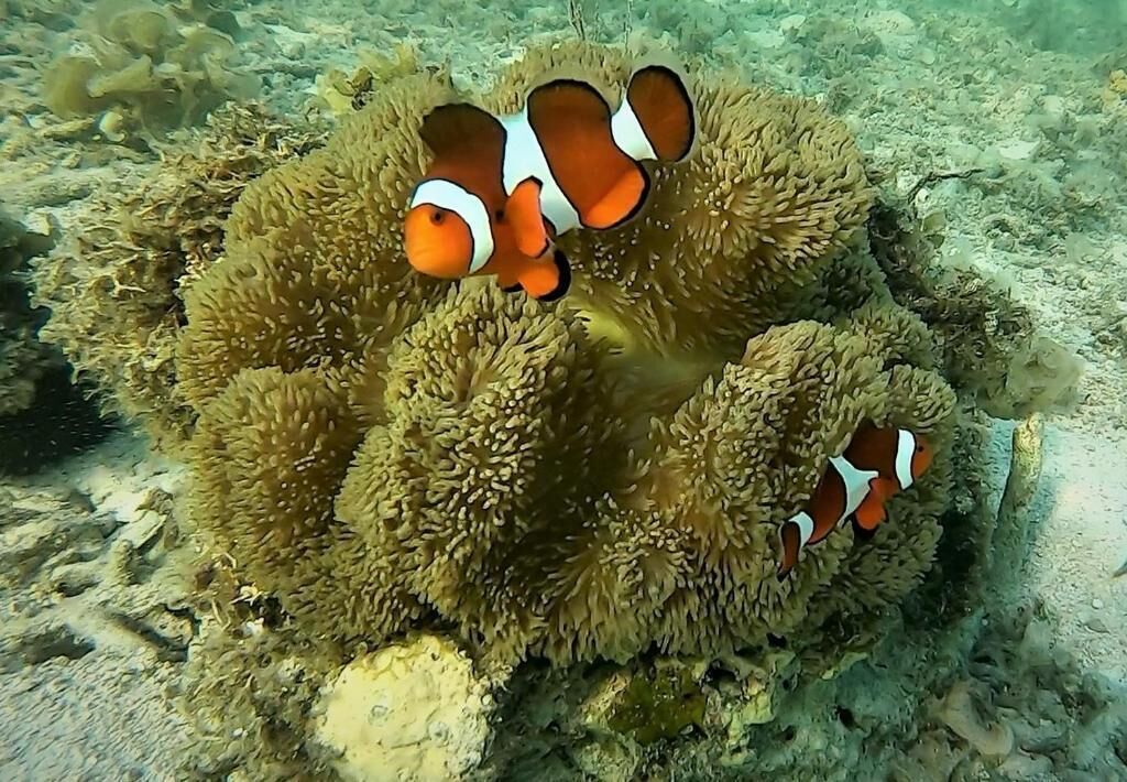 A coral reef with clownfish.