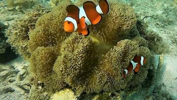 A coral reef with clownfish.