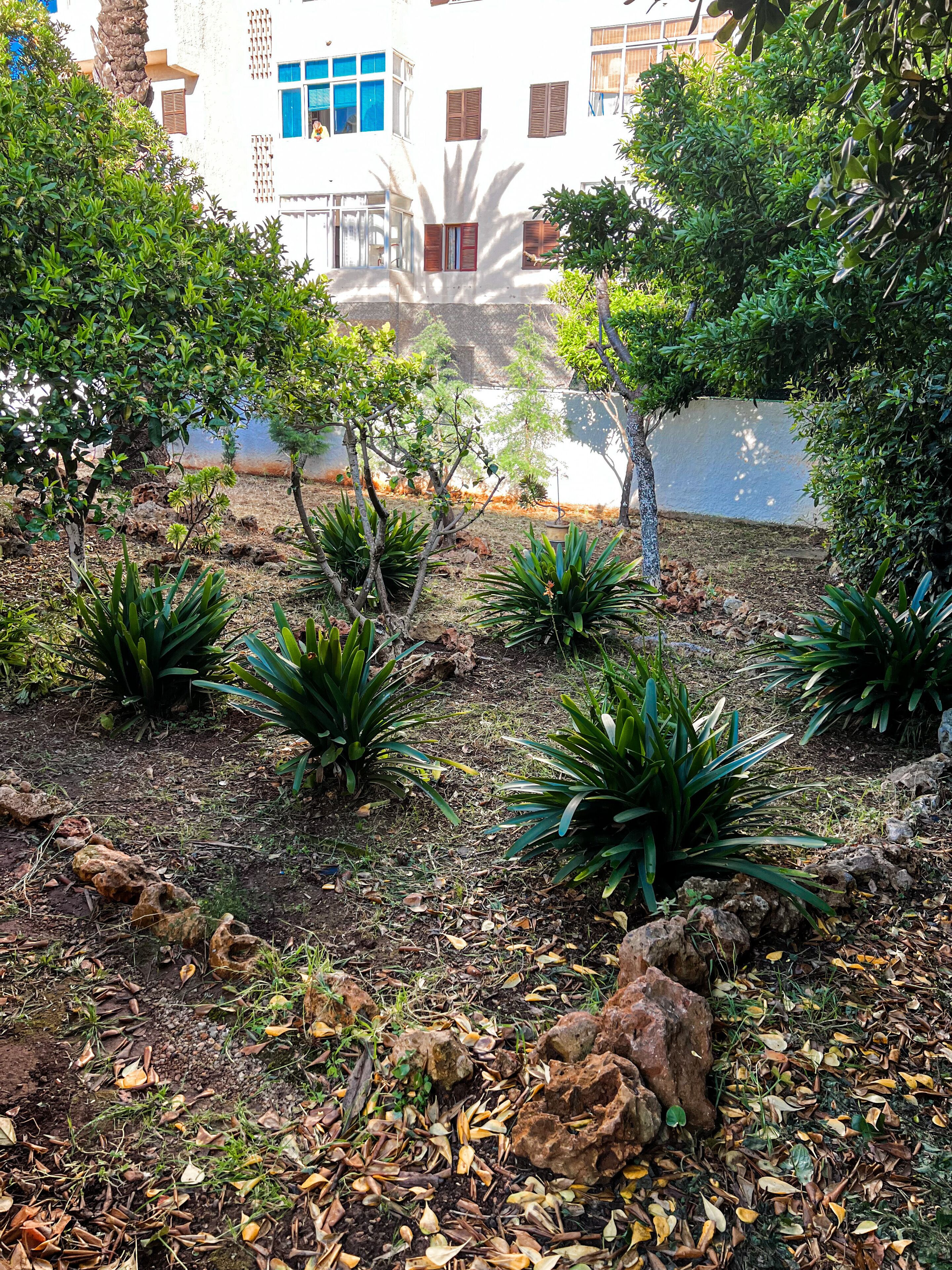 Un jardí amb diverses plantes i pedres, un edifici blanc amb finestres blaves al fons.