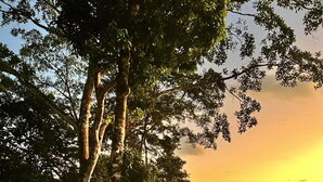Um jardim exuberante com diversas plantas e um caminho arborizado que leva a uma área gramada.