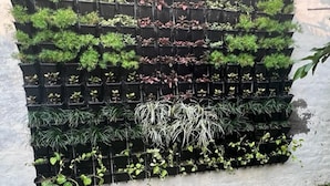 Un mur composé de jardinières rectangulaires noires, dans lesquelles sont plantées différentes espèces de plantes vertes.
