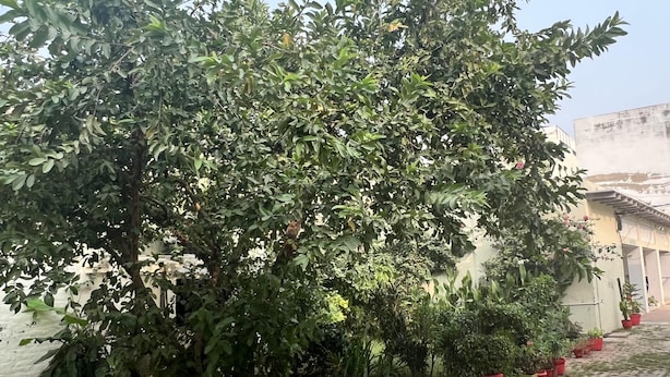 Un espace jardin agrémenté d’un grand arbre, d’un chemin pavé et de plantes en pot disposées le long du bord.