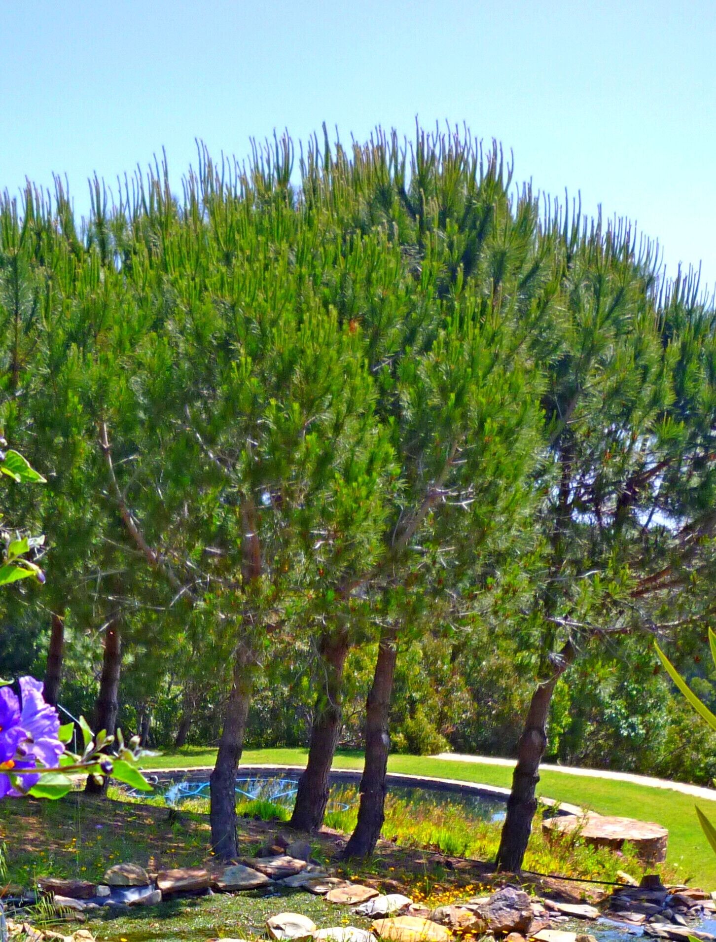 Un área ajardinada con un hilero de árboles de hoja perenne, una fuente pequeña y un sendero de piedra.