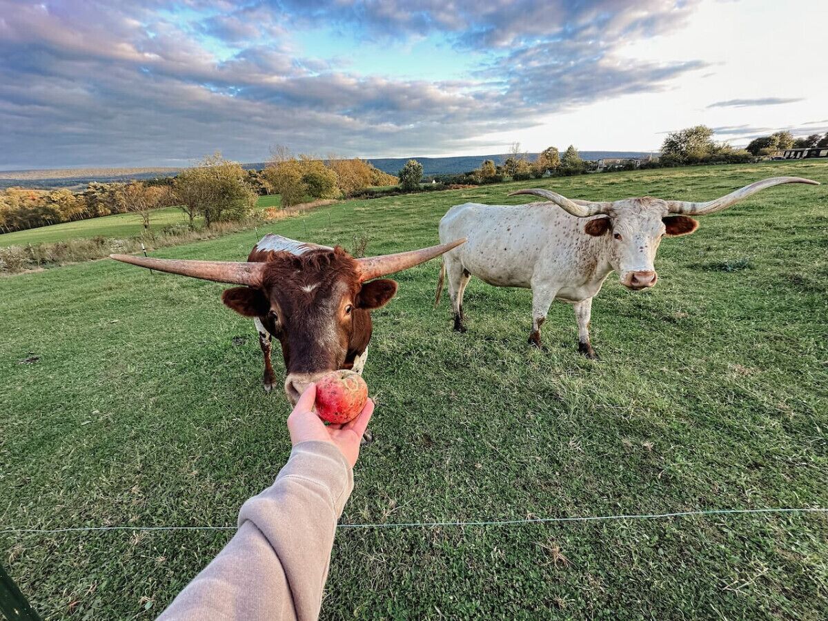 Iemand voert een koe in een grasveld, met een andere koe op de achtergrond.