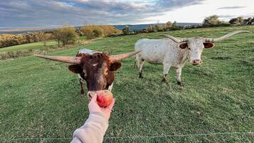 Iemand voert een koe in een grasveld, met een andere koe op de achtergrond.