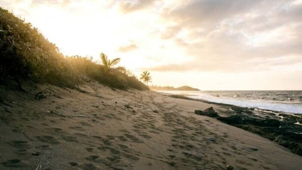 A beach with footprints leading to the water, palm trees, and a sunset.