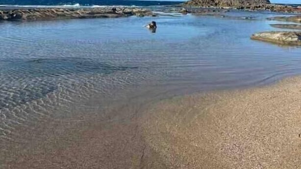 Ein Strand mit klarem Wasser, einem Felsen und einer Person, die schwimmt.