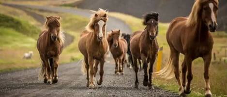 Overnatningsstedets område