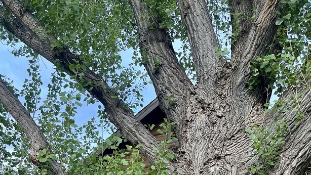 Ein großer Baum vor einer Holzhütte, von der eine Schaukel hängt.