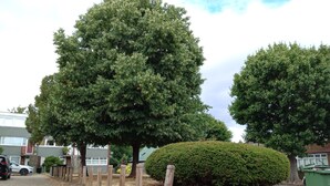Une rue résidentielle bordée d’arbres matures et agrémentée d’une haie bien entretenue.