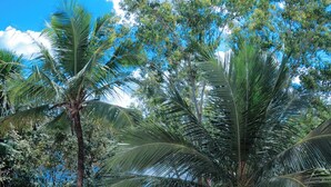 Un balcon avec vue sur des palmiers et un ciel bleu dégagé.