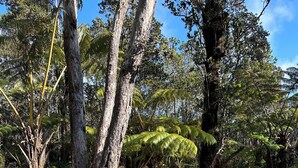 A garden with large trees, ferns, and a grassy area.