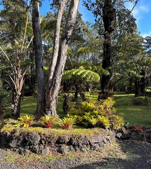 Property grounds - The Jungalow is a charming renovated bungalow minutes from Volcano National Park (Volcano)