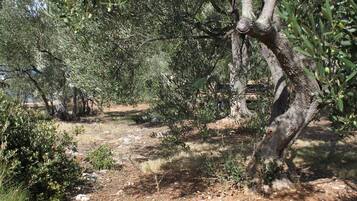 アパートメント 2 ベッドルーム 喫煙可 パティオ | 施設の敷地