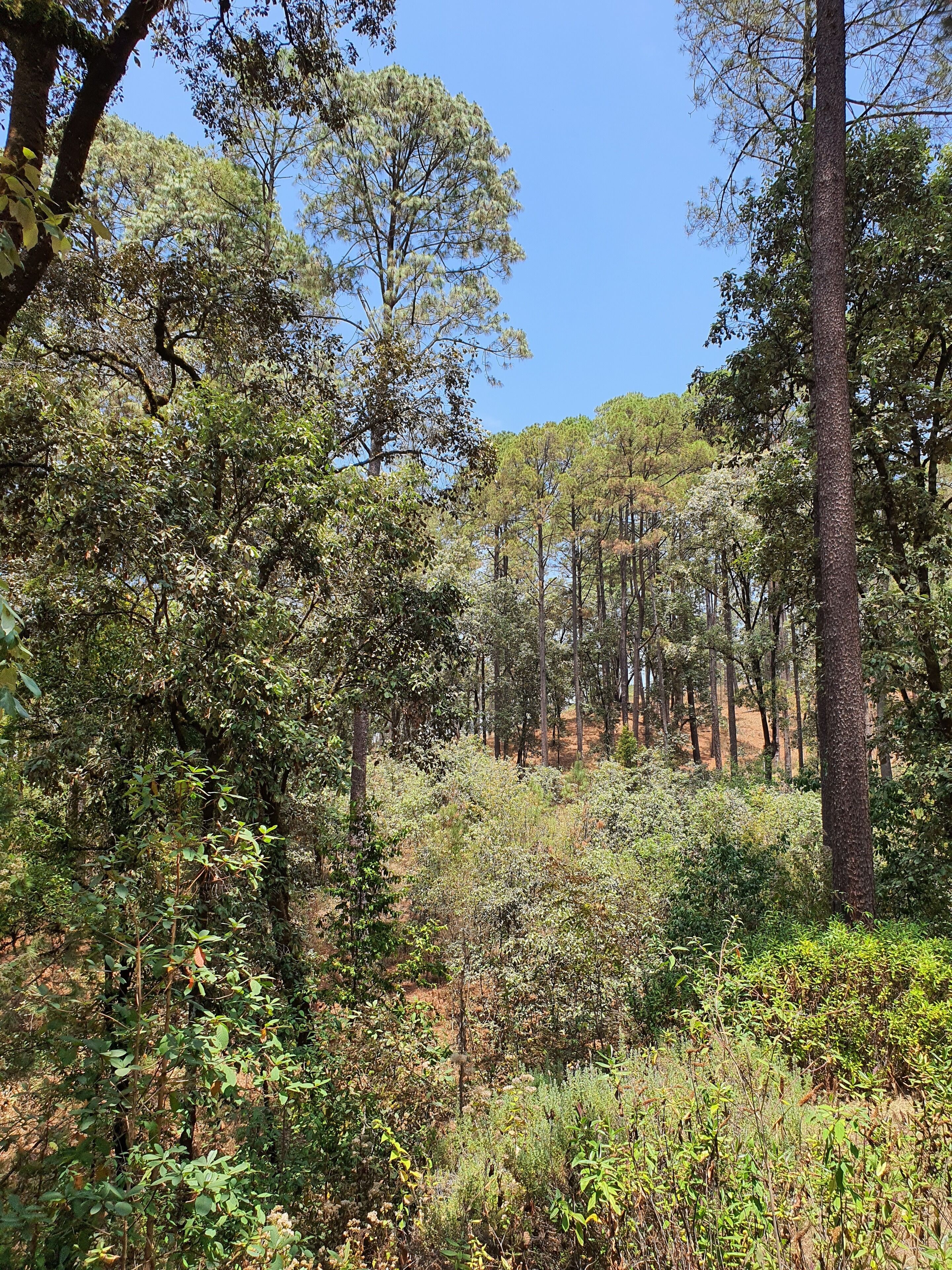 A dense forest with tall trees and underbrush.