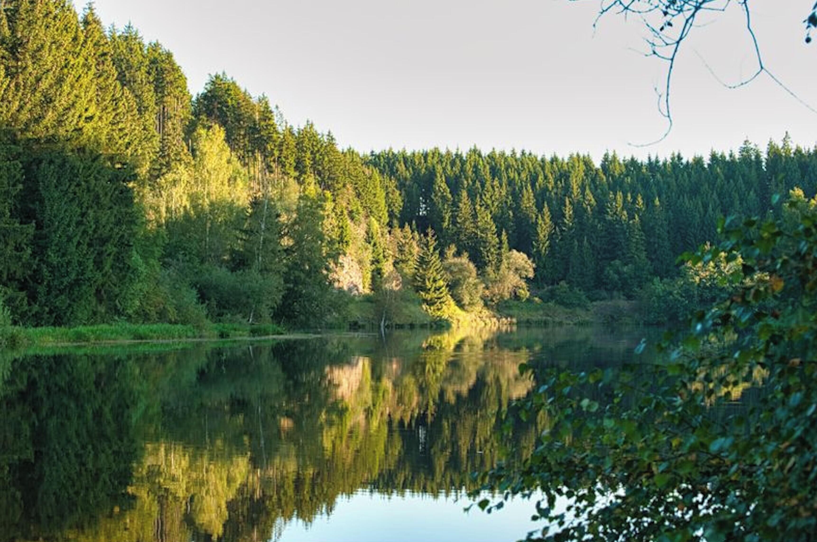 A serene lake surrounded by dense forest.