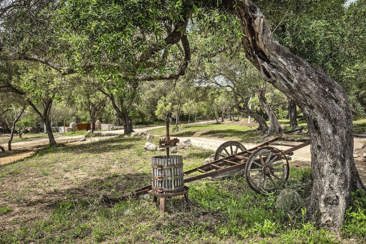 An outdoor area with a wooden cart and a metal structure, surrounded by trees and greenery.