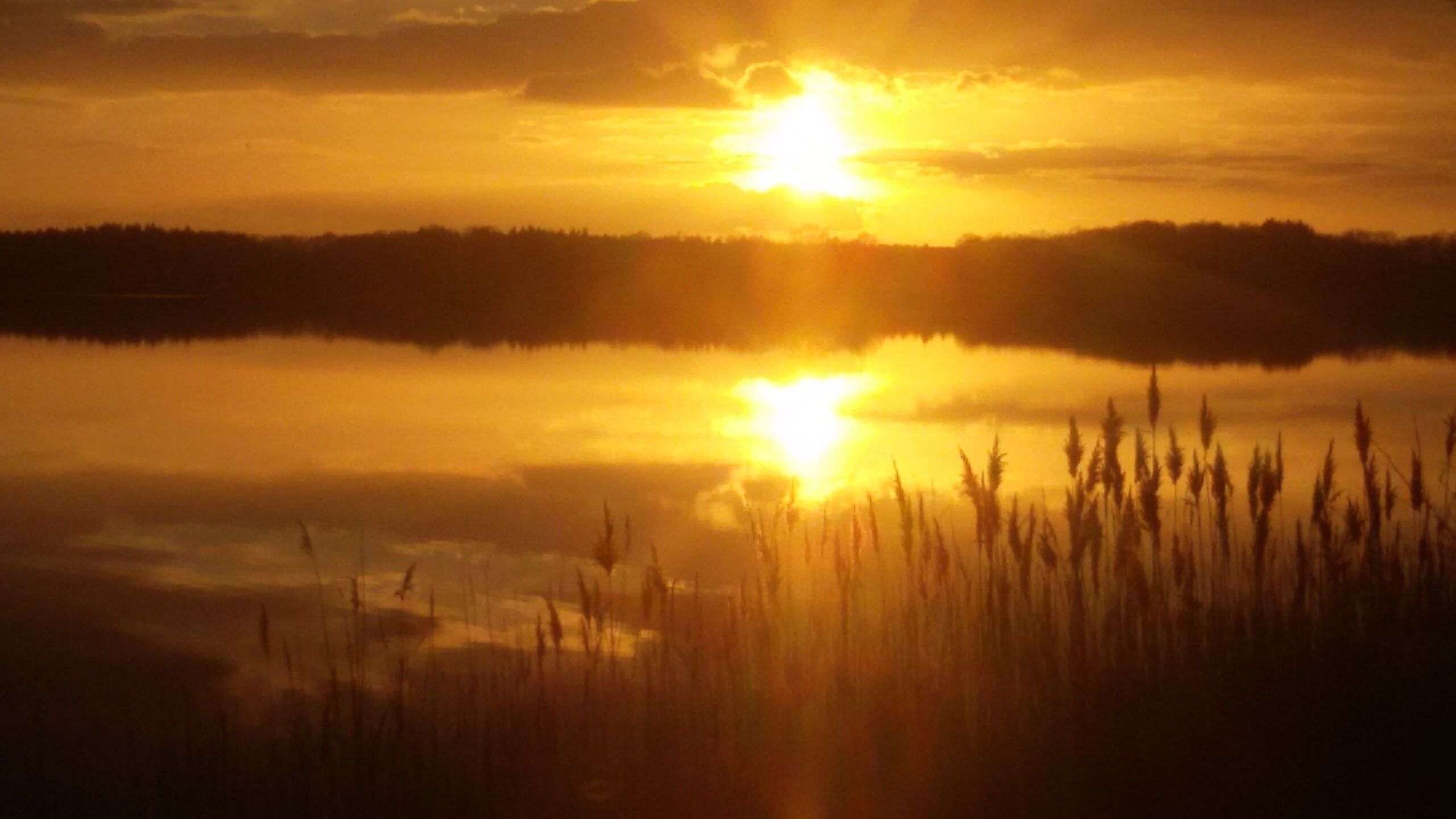 A sunset over a body of water with reeds in the foreground.