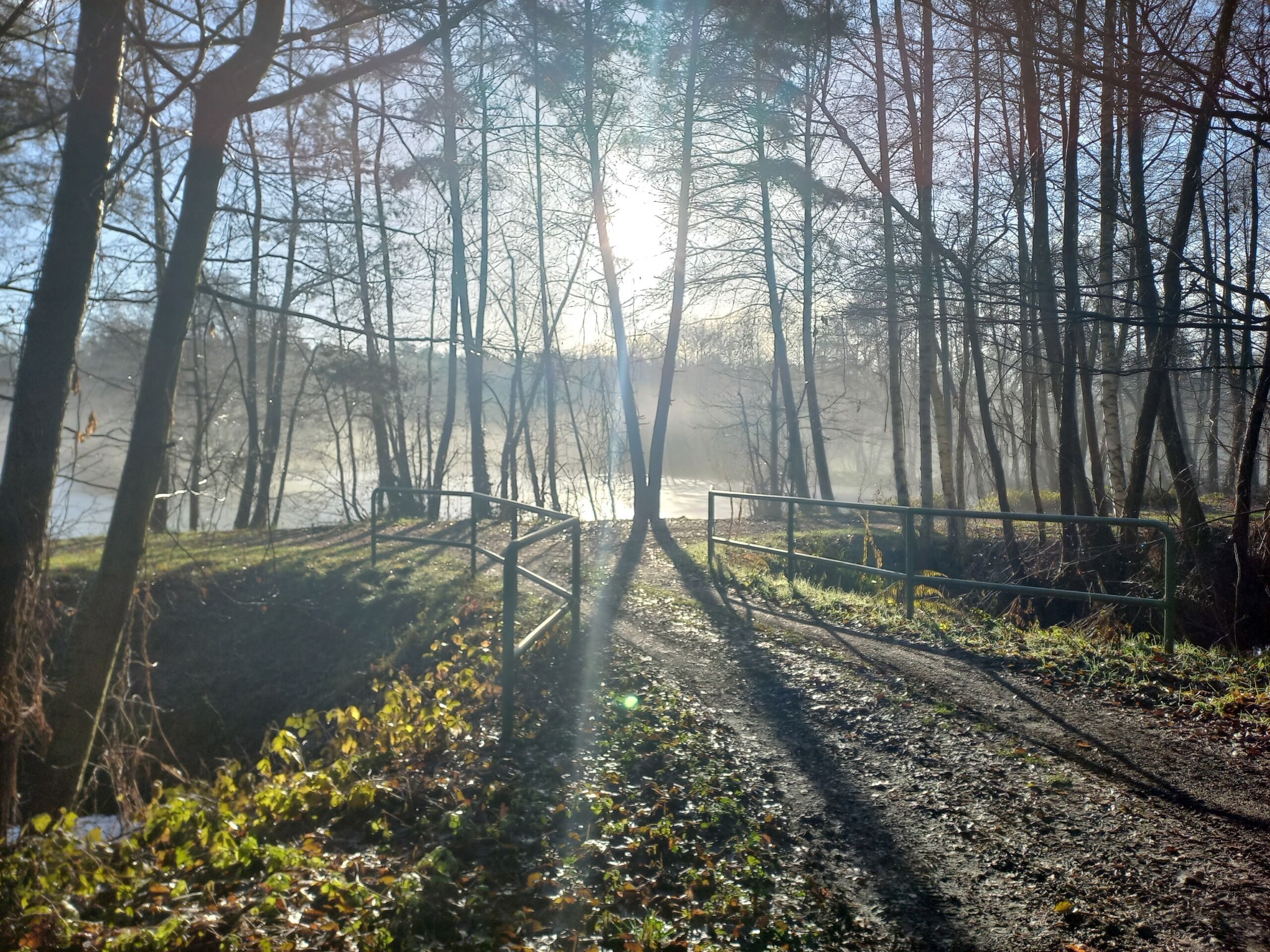 Un sendero en el bosque con baranda de metal, rodeado de árboles y una masa de agua.