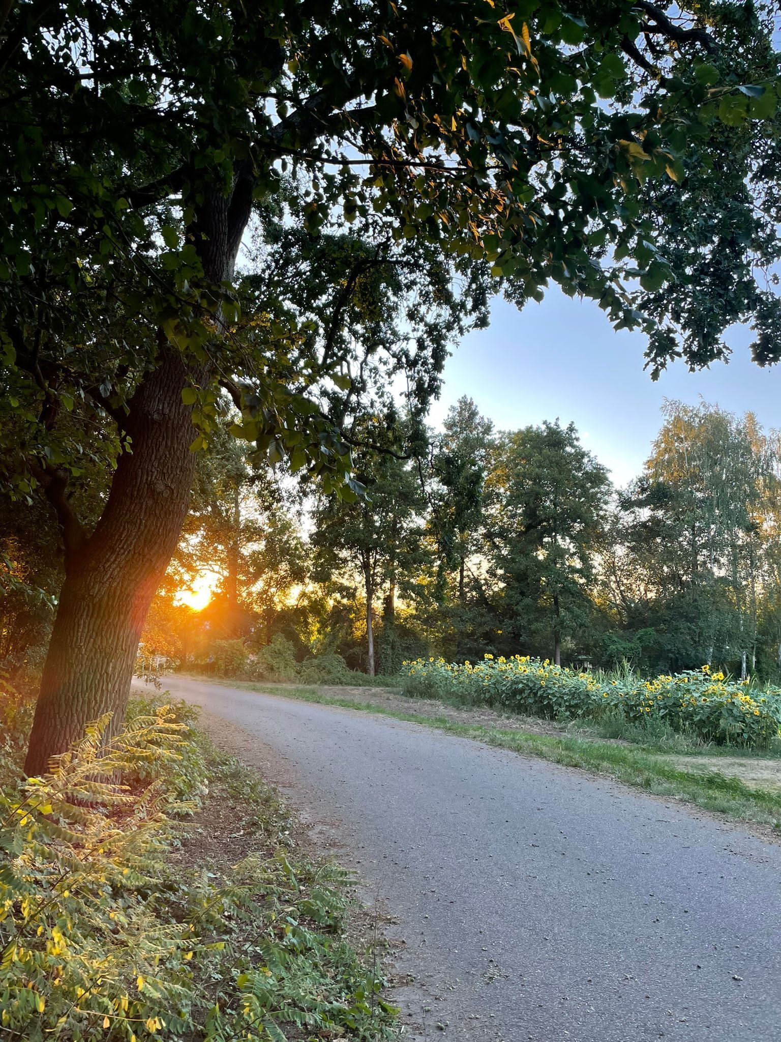 Un sendero pavimentado bordeado de árboles y flores silvestres, que se dirige hacia un atardecer.