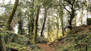Zona boscosa con un sendero de tierra.