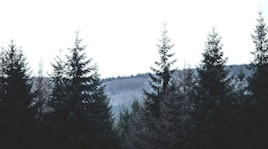 Un bosque denso con altos árboles de hoja perenne.